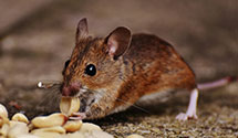 24 Hour & Emergency Exterminators in San Martin, CA